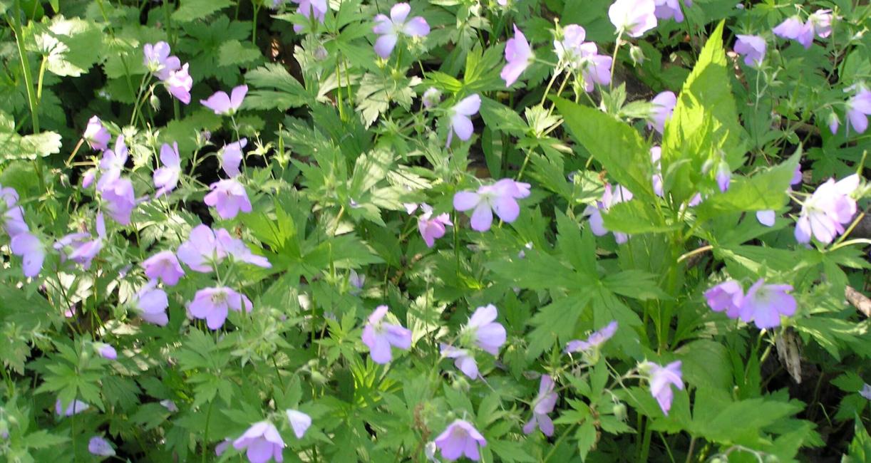 Wild Geranium flower