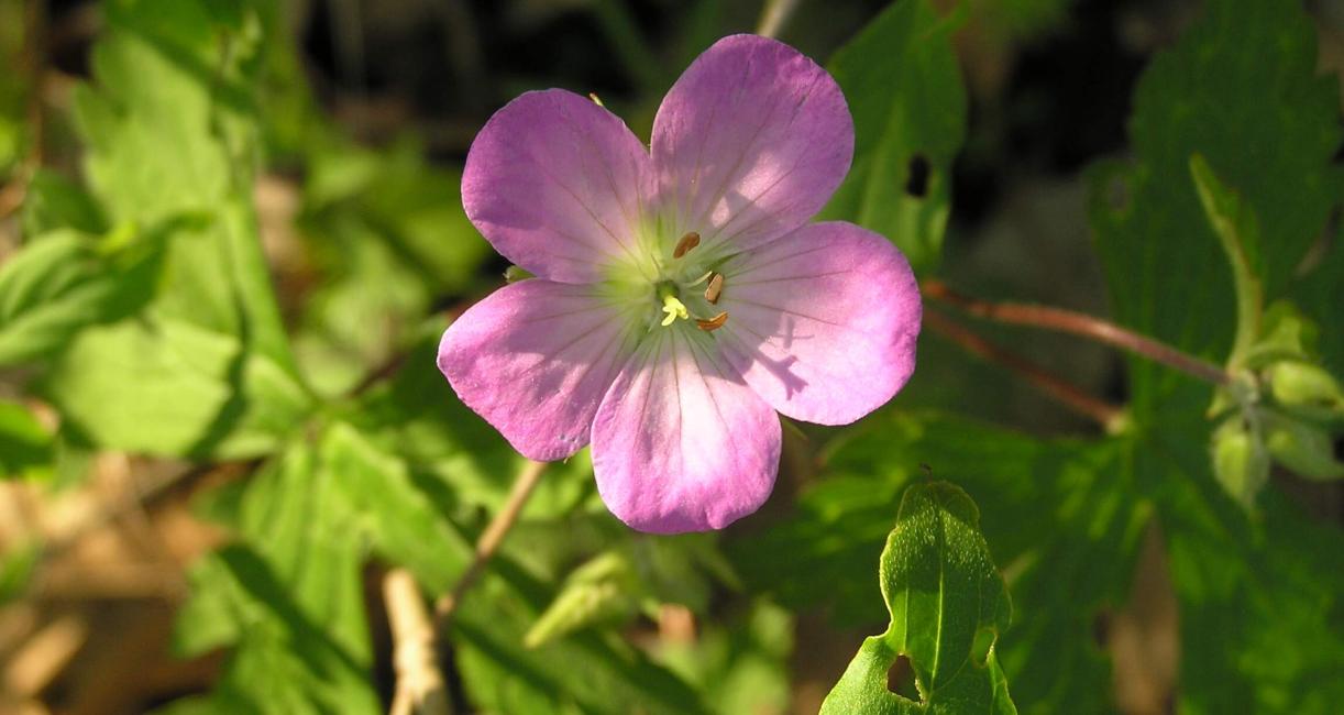 Wild Geranium habit