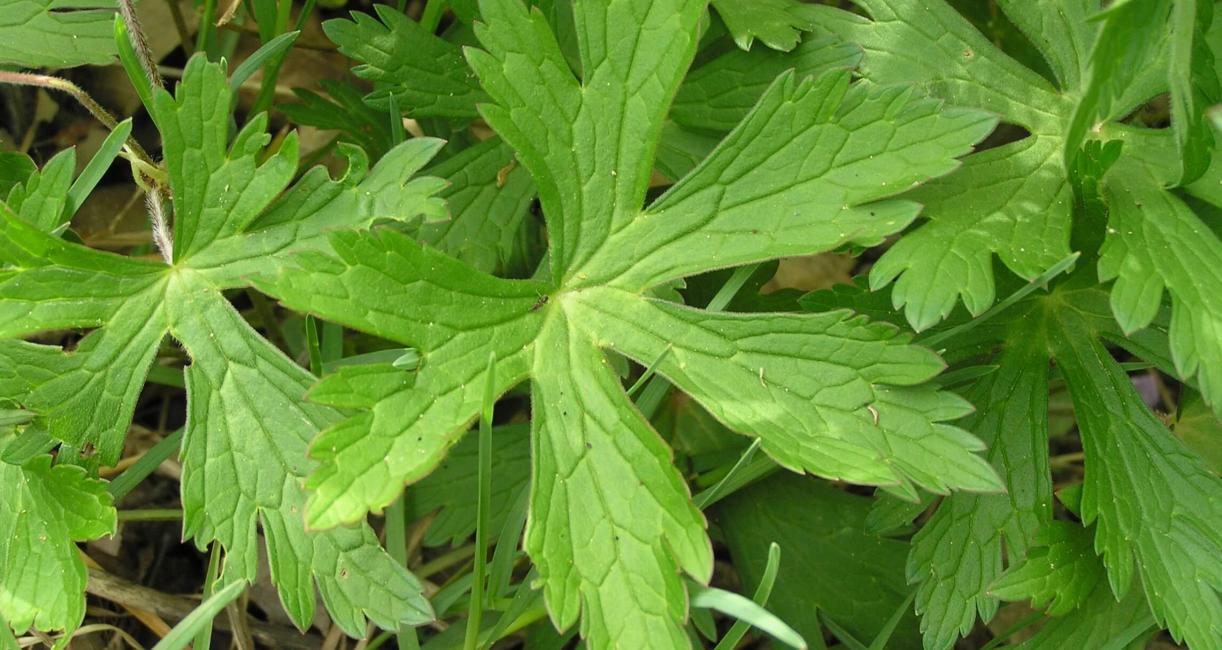 Wild Geranium leaves