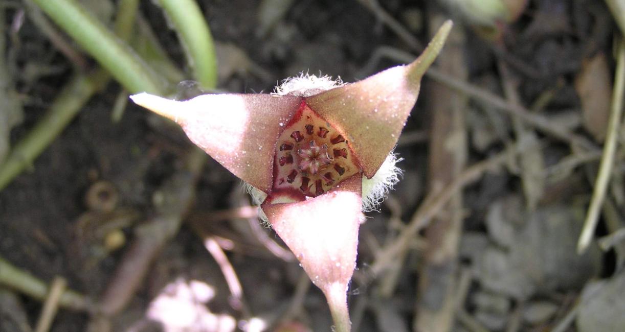 Wild Ginger flower