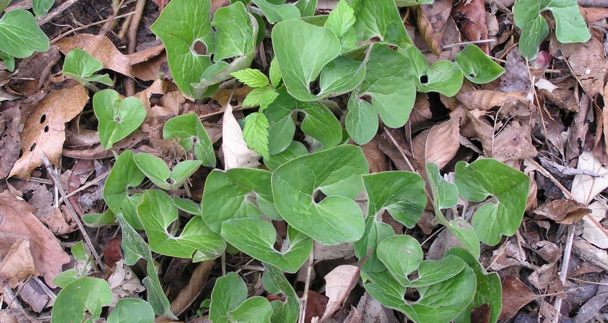 Wild Ginger habit