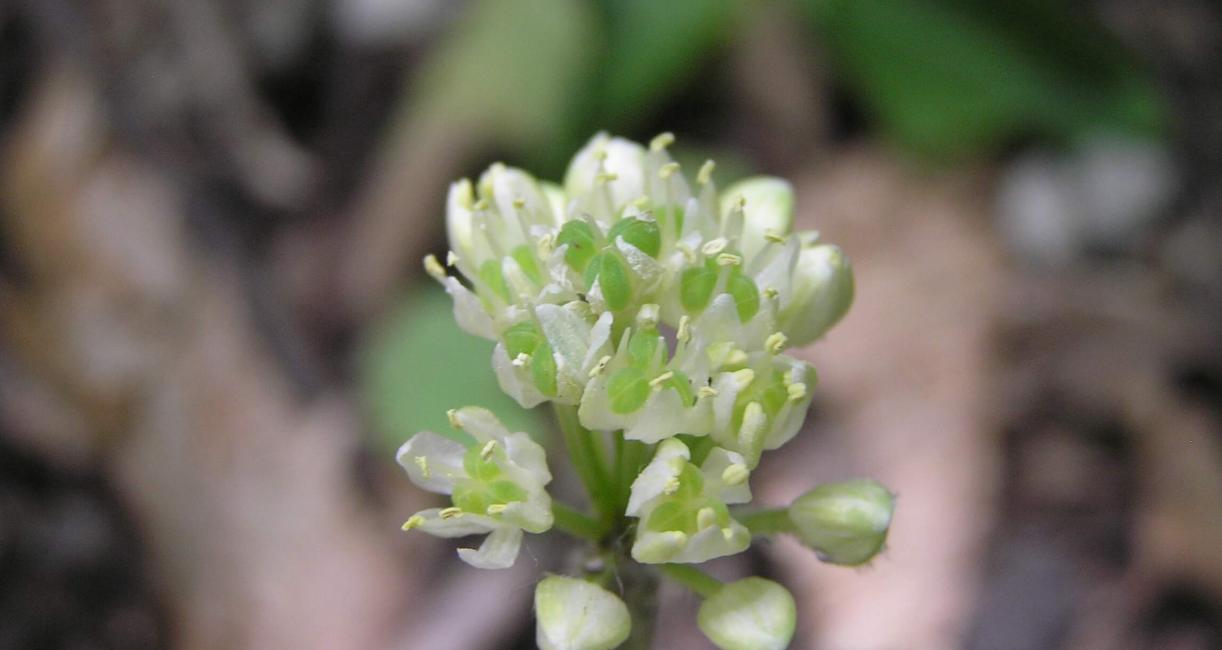 Wild Leek flower