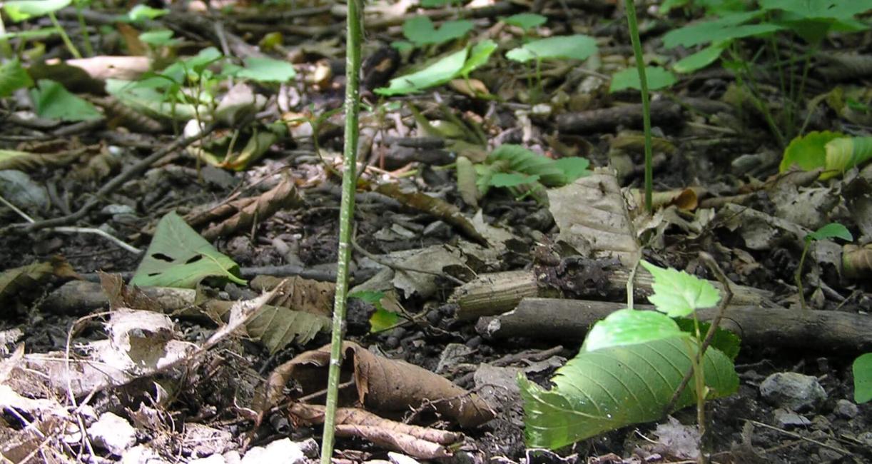 Wild Leek habit
