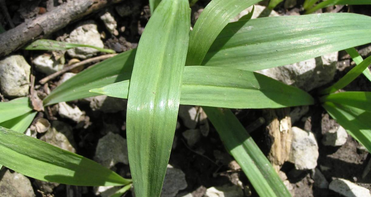 Wild Leek leaves