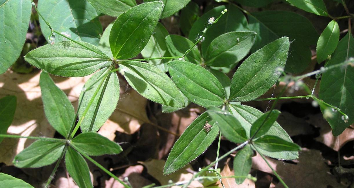 Wild Licorice flower