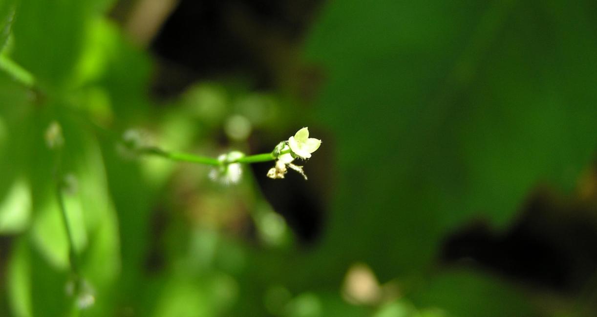 Wild Licorice flower