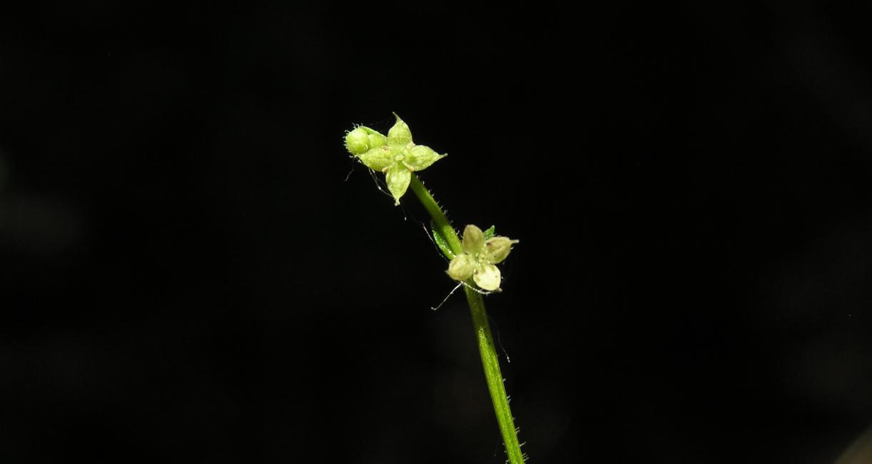 Wild Licorice flower