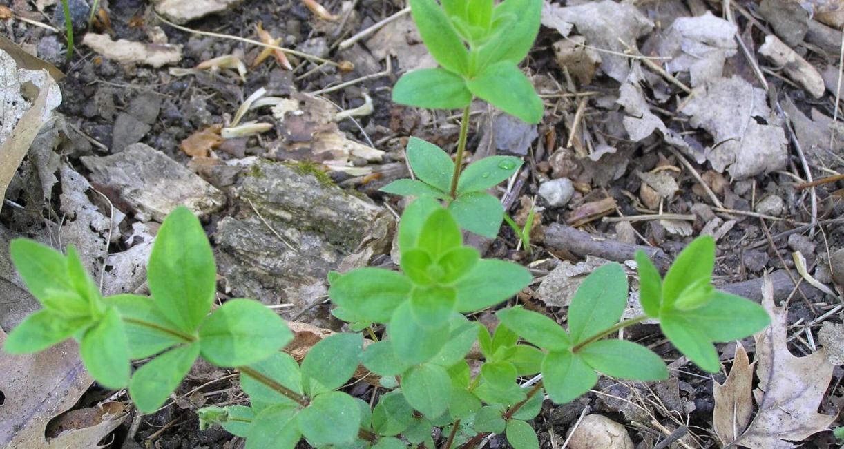 Wild Licorice habit