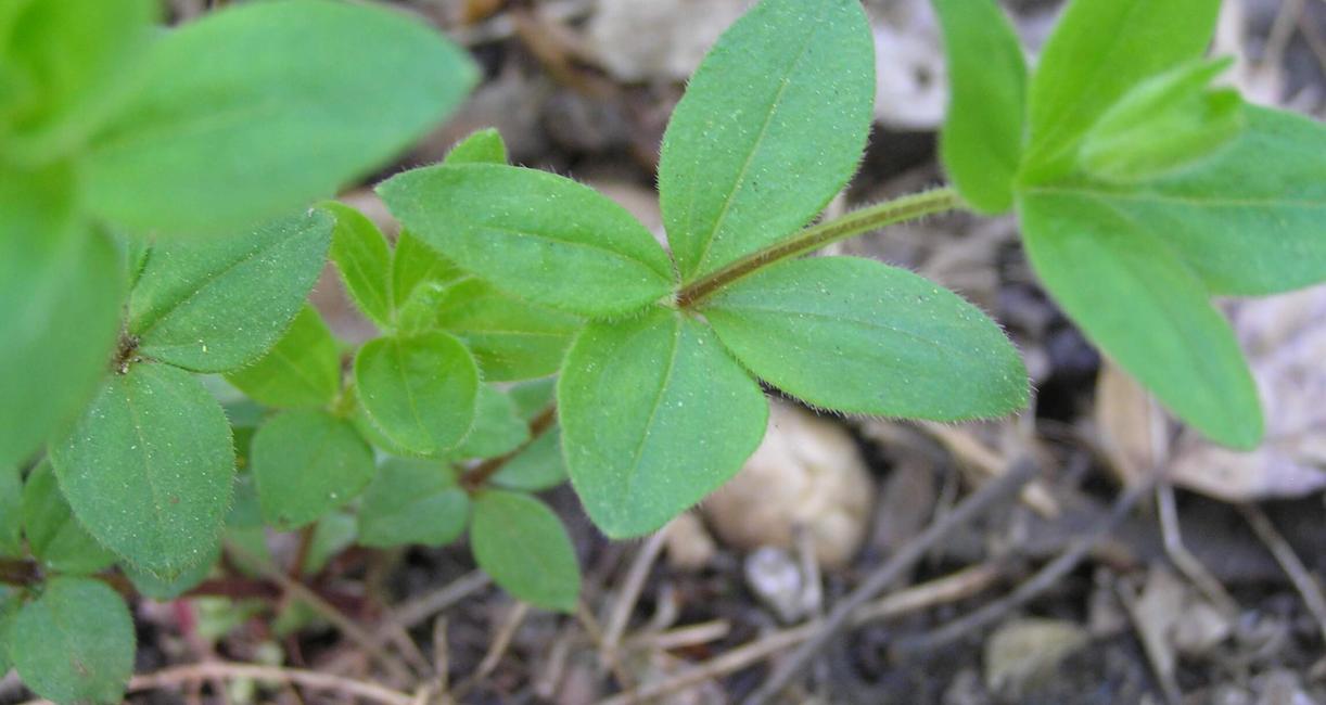 Wild Licorice leaves
