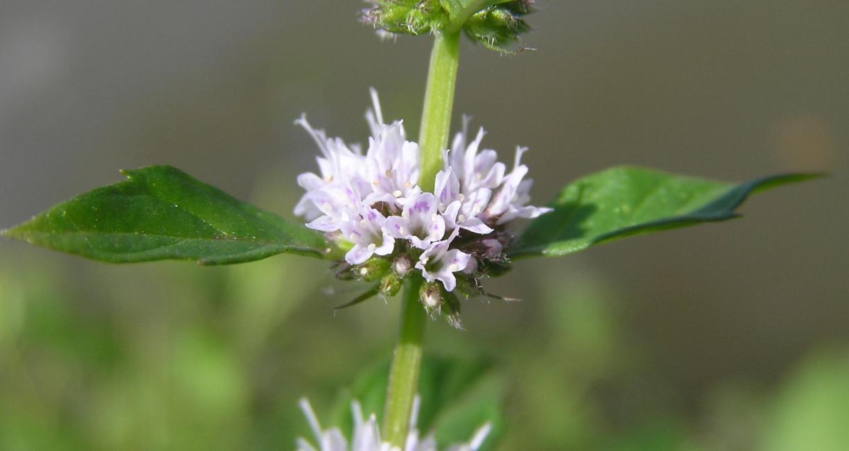 Wild Mint flower