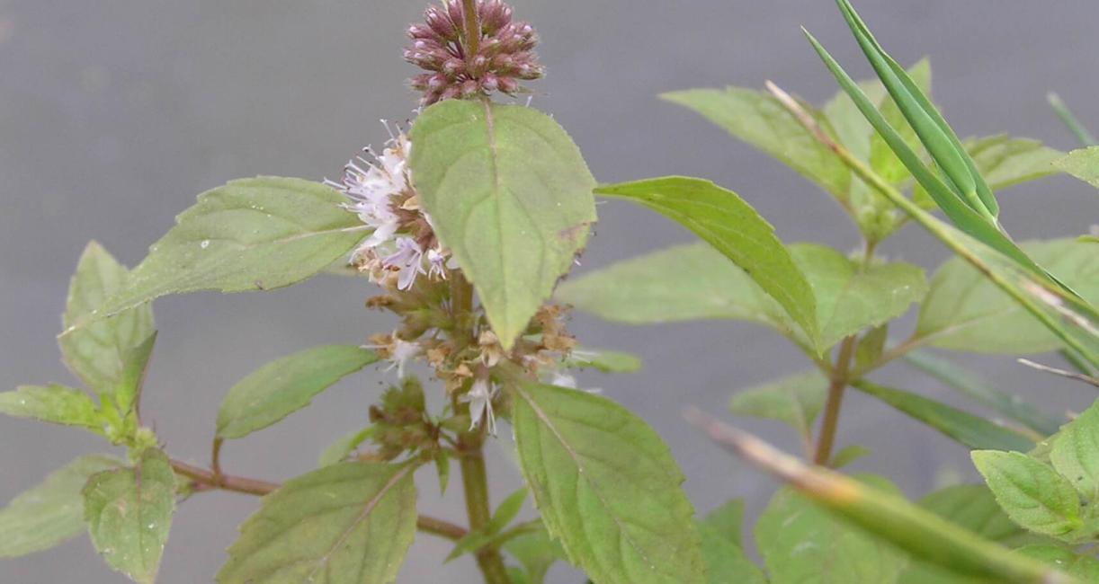 Wild Mint habit
