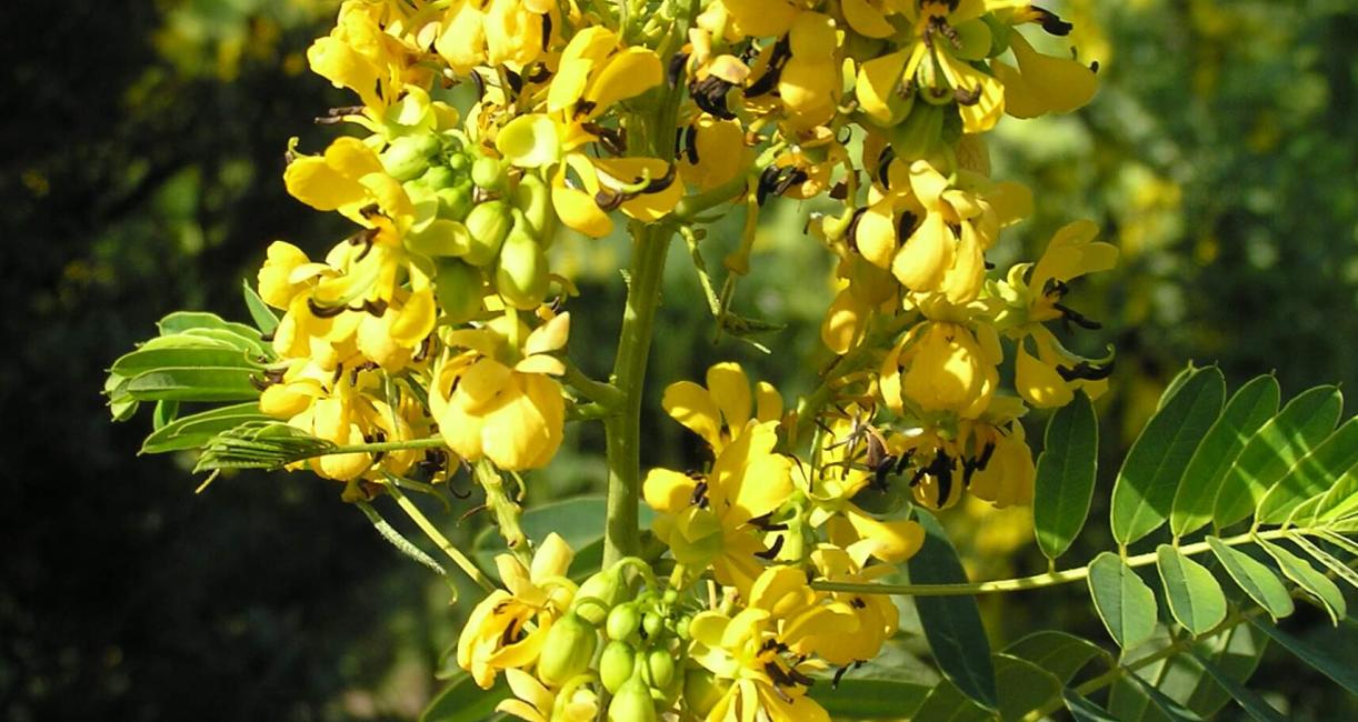 Wild Senna flower