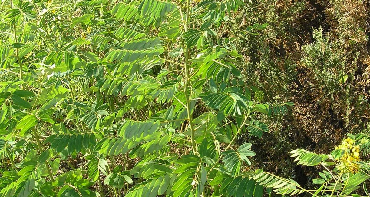 Wild Senna habit