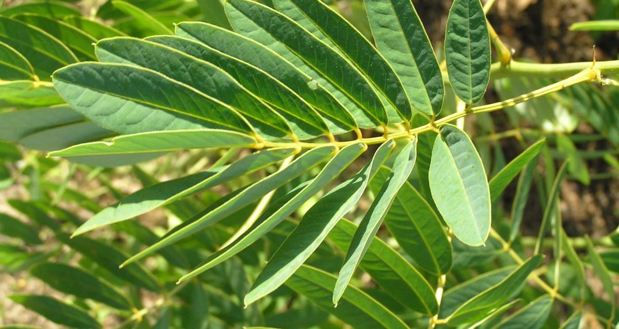Wild Senna leaves