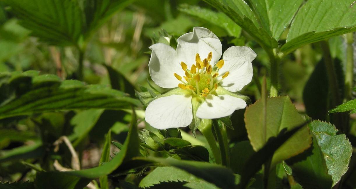 Wild Strawberry flower