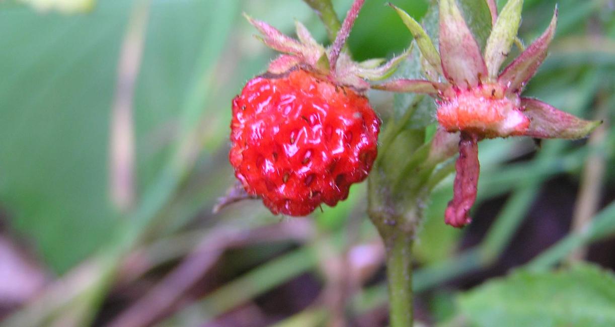 Wild Strawberry fruit