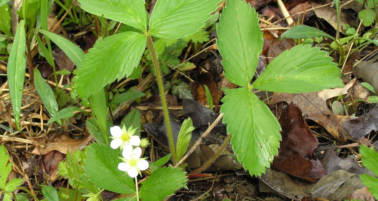 Wild Strawberry habit