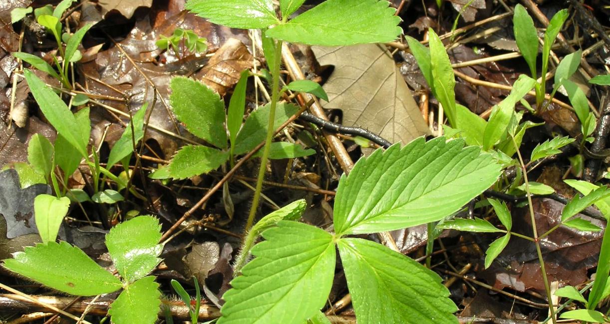 Wild Strawberry leaves