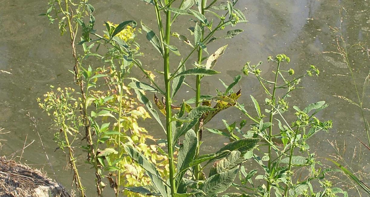 Wingstem habit