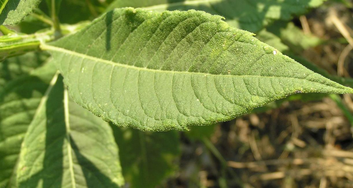 Wingstem leaves