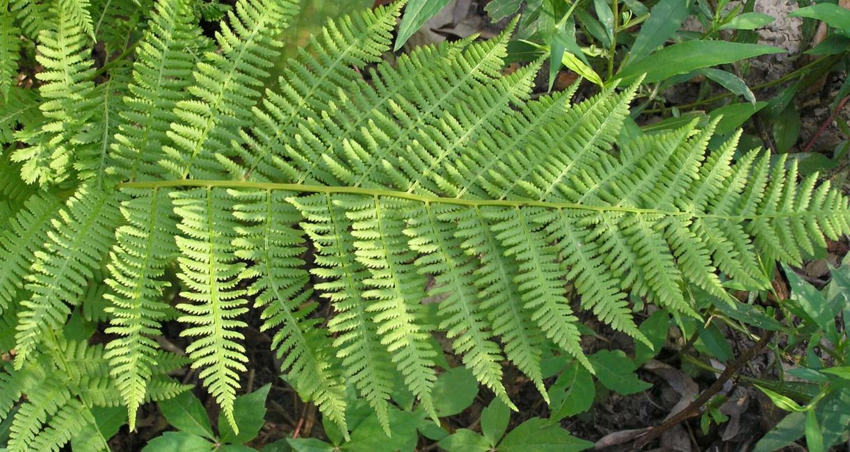 Wood Fern Marginal