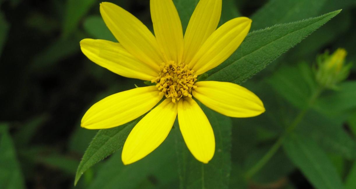Woodland Sunflower flower