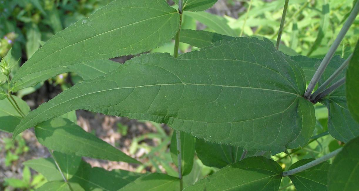Woodland Sunflower leaves