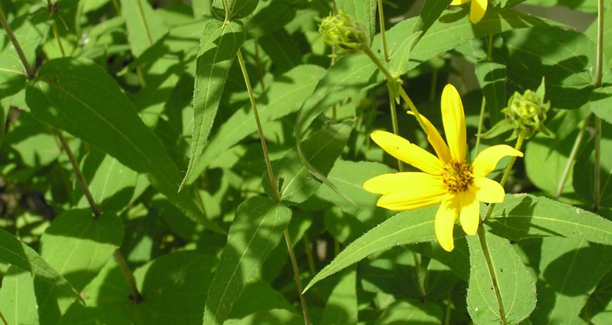 Woodland Sunflower