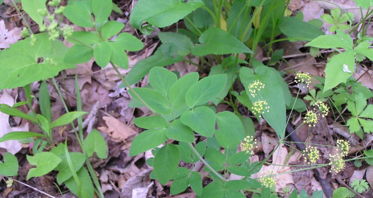 Yellow Pimpernel habit