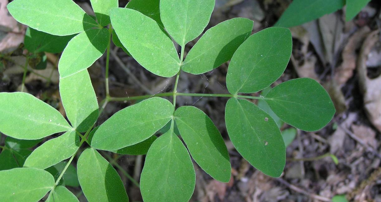 Yellow Pimpernel leaves