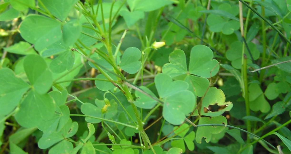 Yellow Wood Sorrel habit