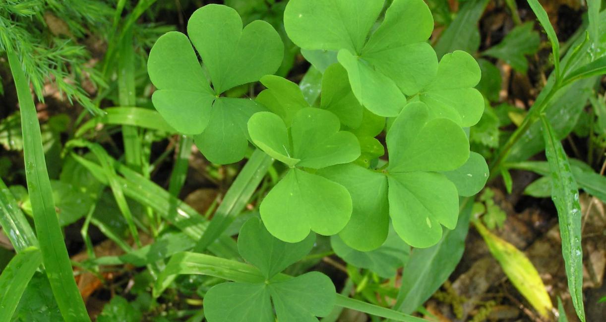 Yellow Wood Sorrel leaves