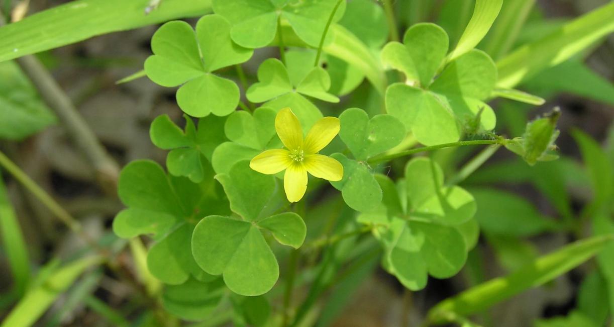 Yellow Wood Sorrel