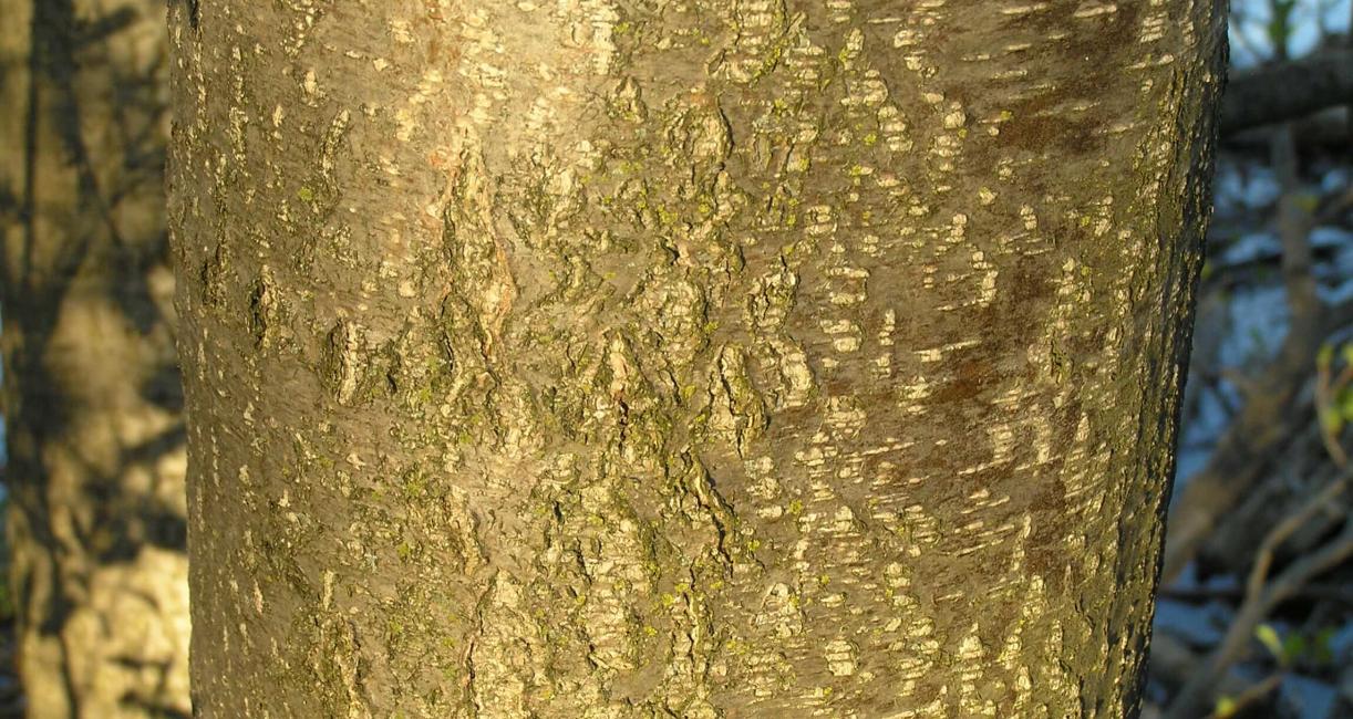 Black Alder bark