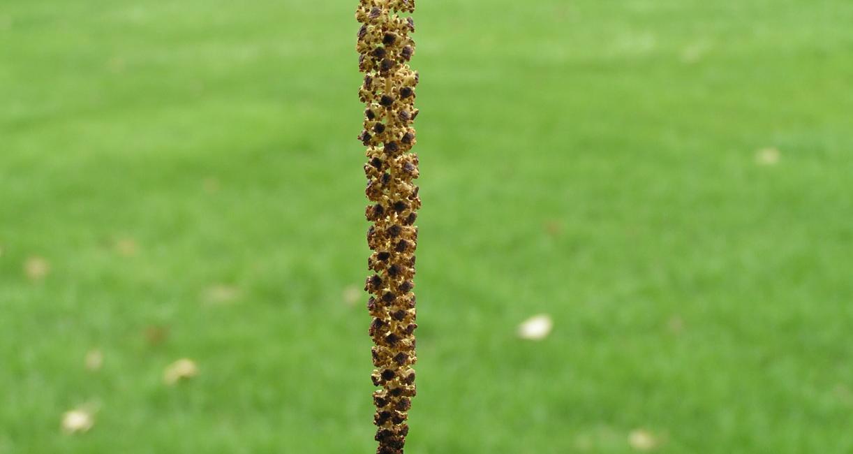 Black Alder flower
