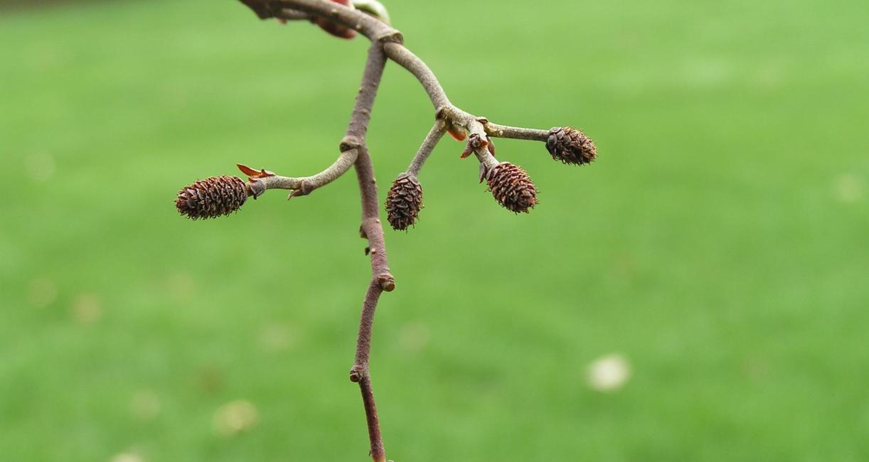 Black Alder flower