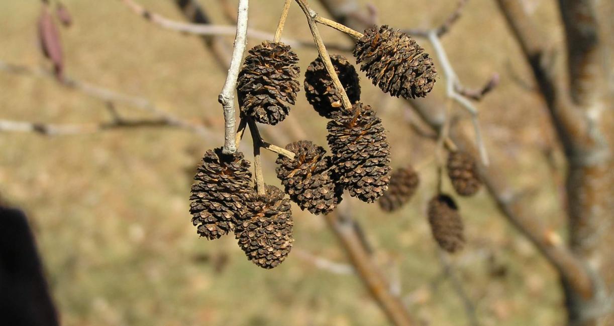 Black Alder fruit