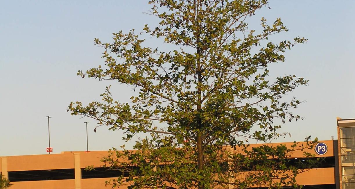 Black Alder habit
