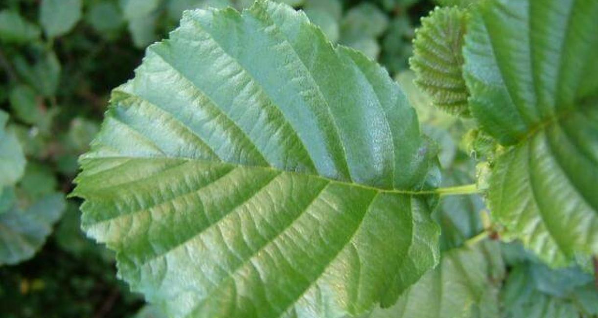 Black Alder leaves