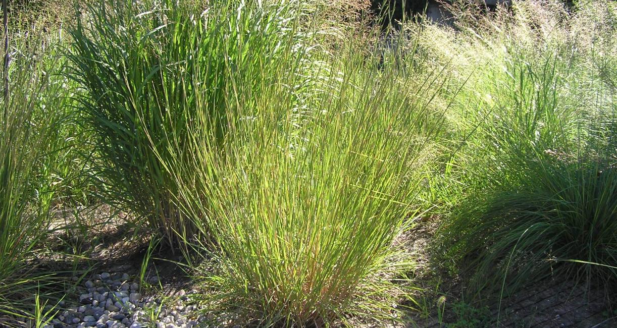 Bluestem Little