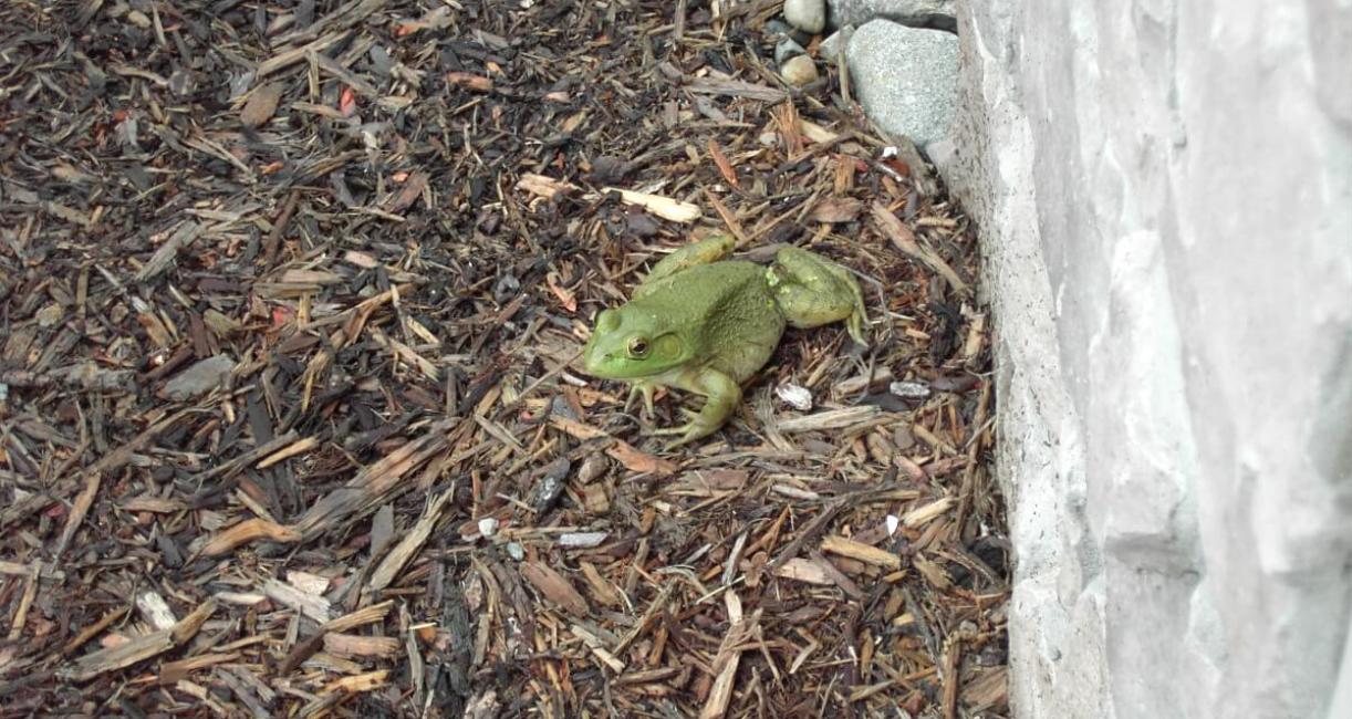 Bullfrog