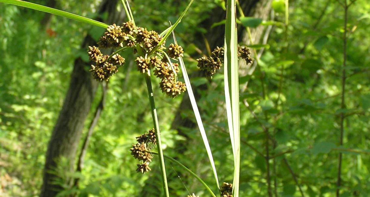 Bulrush Green