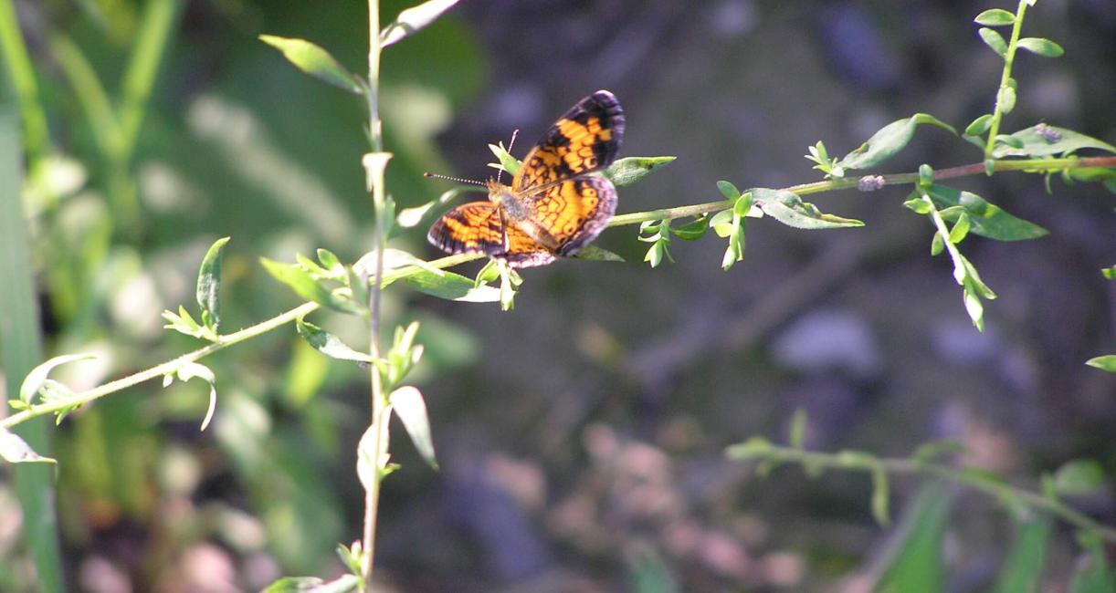 Checkerspot Butterfly