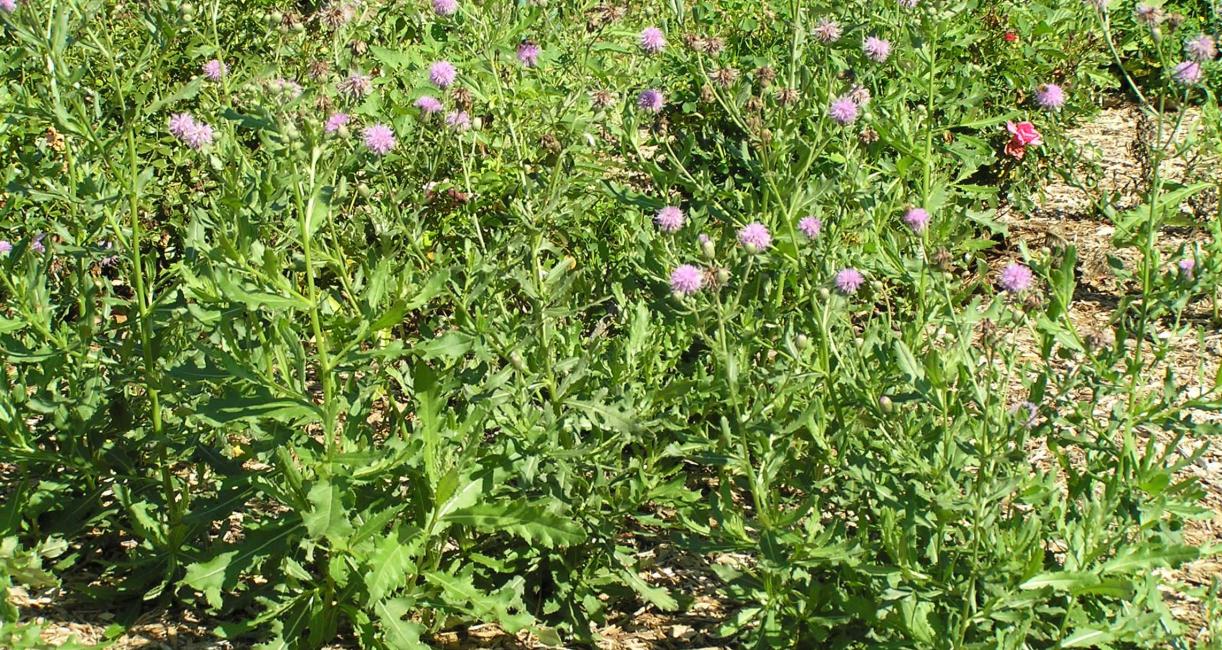 Canada Thistle habit