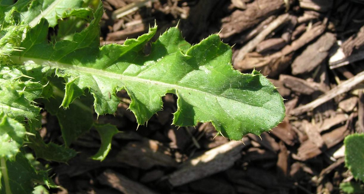 Canada Thistle leaves