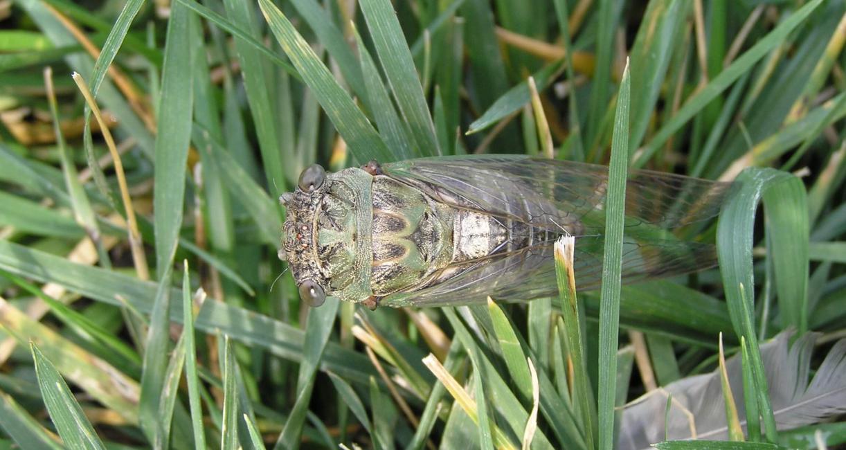 Cicada