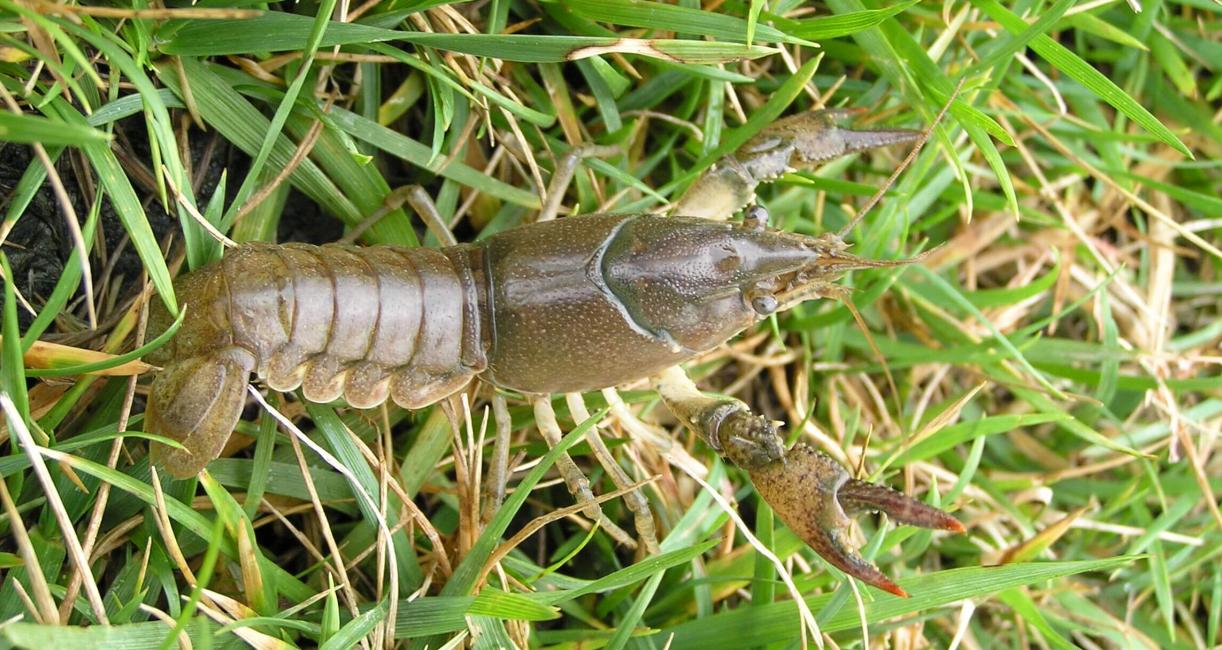 Crayfish
