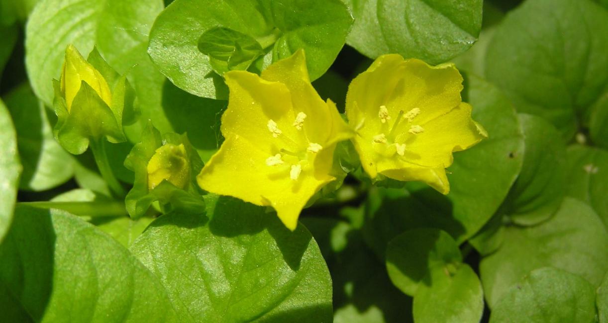 Creeping Jenny flower