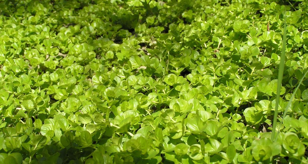 Creeping Jenny habit