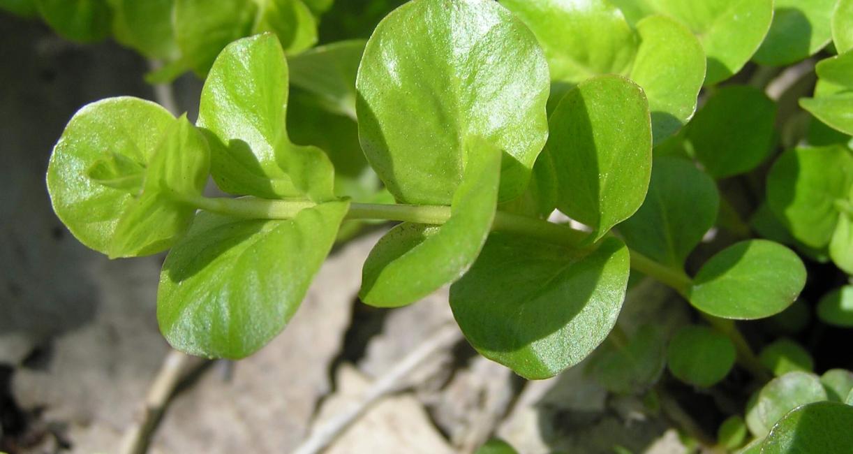 Creeping Jenny leaves